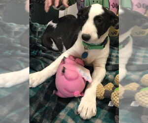 Collie-Unknown Mix Dogs for adoption in Pueblo West, CO, USA