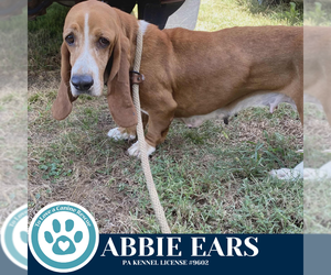 Basset Hound Dogs for adoption in Kimberton, PA, USA