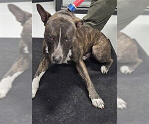 American Bulldog-Unknown Mix Dogs for adoption in Temple, TX, USA