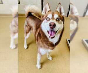 Siberian Husky Dogs for adoption in Derwood, MD, USA