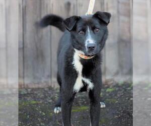 Borador Dogs for adoption in Palo Alto, CA, USA