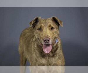 Chesapeake Bay Retriever-Unknown Mix Dogs for adoption in West Palm Beach, FL, USA