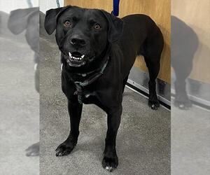 Labrador Retriever Dogs for adoption in Forestville, MD, USA