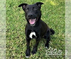 Labrador Retriever-Unknown Mix Dogs for adoption in Irvine, CA, USA