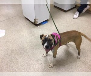 Bullboxer Pit Dogs for adoption in Riverside, CA, USA