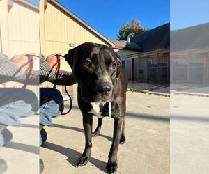 American Pit Bull Terrier-Labrador Retriever Mix Dogs for adoption in La Porte, IN, USA