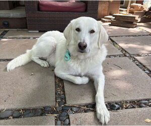 Labrenees Dogs for adoption in Winter Park, CO, USA