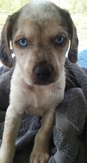 Medium Photo #1 Beagle Puppy For Sale in Royal Palm Beach, FL, USA