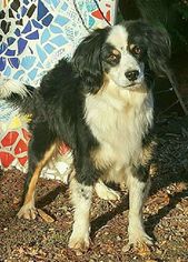 Border-Aussie Dogs for adoption in Greenville, SC, USA