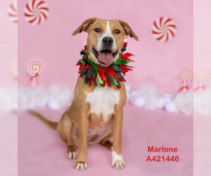 Labrador Retriever-Unknown Mix Dogs for adoption in Conroe, TX, USA