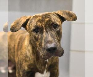 Rhodesian Ridgeback-Unknown Mix Dogs for adoption in San Antonio, TX, USA