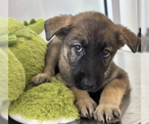German Shepherd Dog Dogs for adoption in Rowlett, TX, USA