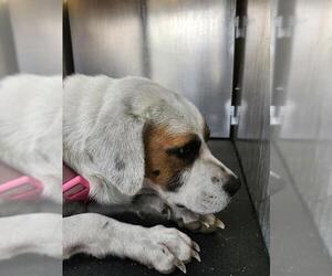 Beagle-Unknown Mix Dogs for adoption in San Antonio, TX, USA