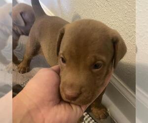 American Staffordshire Terrier-Unknown Mix Dogs for adoption in San Antonio, TX, USA