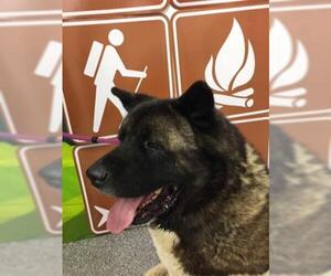 Akita Dogs for adoption in Henderson, NV, USA