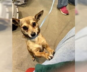 Chihuahua Dogs for adoption in Pampa, TX, USA