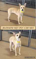 Chipin Dogs for adoption in Mesa, AZ, USA