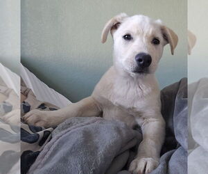 Labrador Retriever-Unknown Mix Dogs for adoption in Willcox, AZ, USA