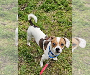 Dachshund-Unknown Mix Dogs for adoption in Olalla, WA, USA