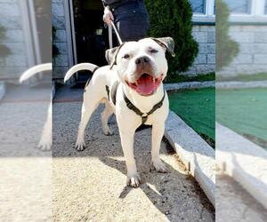 American Bulldog-Unknown Mix Dogs for adoption in Perth Amboy, NJ, USA