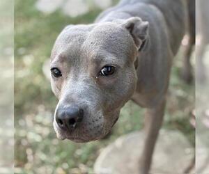 American Pit Bull Terrier Dogs for adoption in Tulsa, OK, USA
