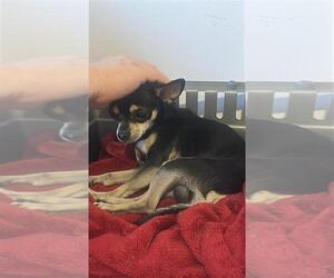 Chihuahua-Unknown Mix Dogs for adoption in Calgary, Alberta, Canada
