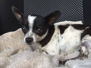 Chihuahua-Unknown Mix Dogs for adoption in Loxahatchee, FL, USA