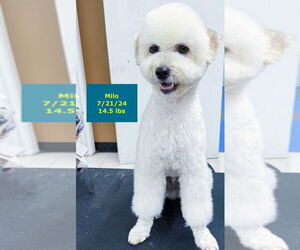 Maltese-Unknown Mix Dogs for adoption in West Hollywood, CA, USA