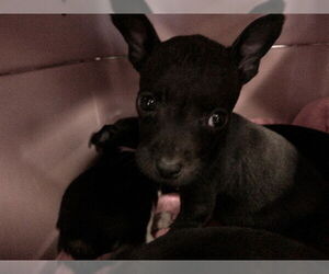 Labrador Retriever-Unknown Mix Dogs for adoption in Ocala, FL, USA