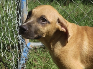 Medium Photo #1 Boxer-Unknown Mix Puppy For Sale in Pawtucket, RI, USA