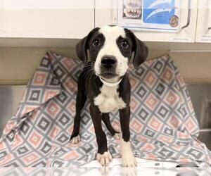 Mutt Dogs for adoption in HESPERIA, CA, USA