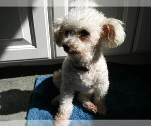 Poodle (Toy) Dogs for adoption in Livonia, MI, USA