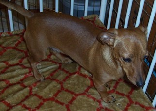 Medium Photo #1 Dachshund Puppy For Sale in Cabool, MO, USA