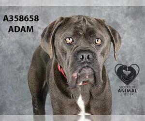 Mutt Dogs for adoption in Stockton, CA, USA