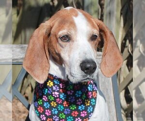 Coonhound Dogs for adoption in Garfield Heights, OH, USA