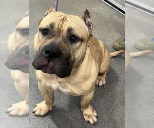 Mutt Dogs for adoption in Forestville, MD, USA