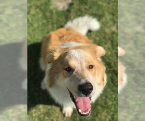 Collie-Unknown Mix Dogs for adoption in Wylie, TX, USA