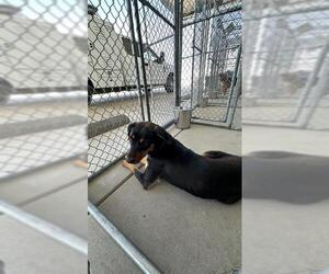 German Shepherd Dog Dogs for adoption in Bakersfield, CA, USA