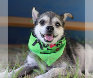 Mutt Dogs for adoption in San Antonio, TX, USA