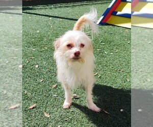Maltese-Unknown Mix Dogs for adoption in Rockwall, TX, USA