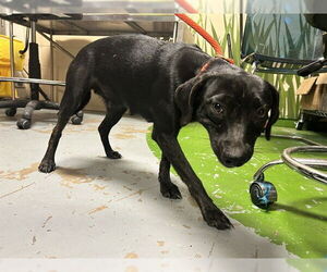 Beagle Dogs for adoption in Ocala, FL, USA