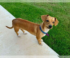 Chiweenie Dogs for adoption in Pleasanton, TX, USA