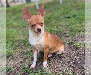 Chihuahua Dogs for adoption in Pacolet, SC, USA