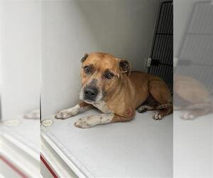 American Pit Bull Terrier-Unknown Mix Dogs for adoption in Houston, TX, USA