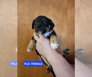 Mutt Dogs for adoption in Evansville, IN, USA