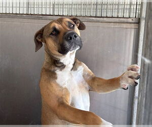 American Pit Bull Terrier-Unknown Mix Dogs for adoption in San Bernardino, CA, USA