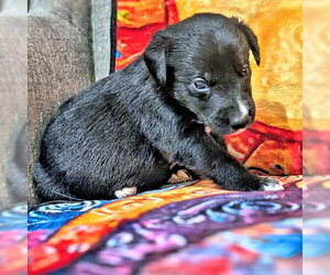 Golden Retriever-Unknown Mix Dogs for adoption in Rutherfordton, NC, USA