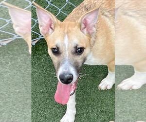Carolina Dog-Unknown Mix Dogs for adoption in Texas City, TX, USA
