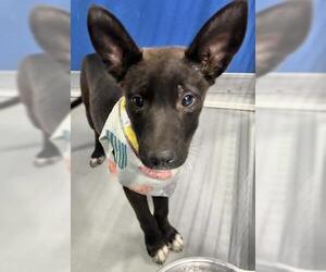 German Shepherd Dog-Unknown Mix Dogs for adoption in Visalia, CA, USA