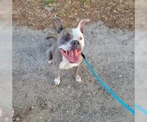 American Pit Bull Terrier-American Staffordshire Terrier Mix Dogs for adoption in Fort Myers, FL, USA